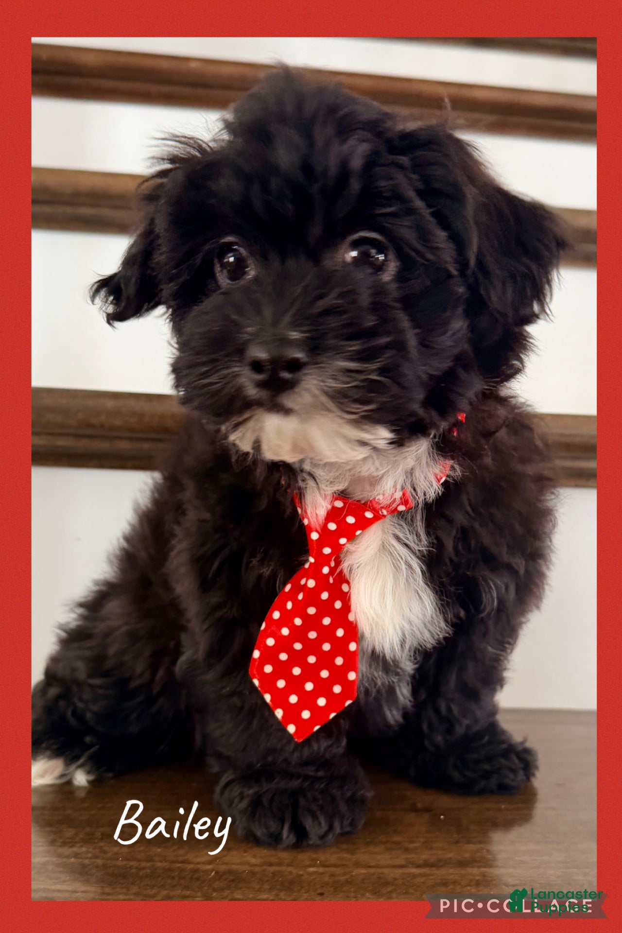 Yorkiepoo dogs Bailey - Ad 5