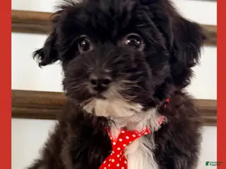 Yorkiepoo dogs Bailey - Ad 5