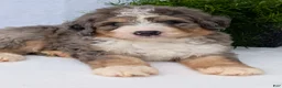 Mini Bernedoodle dogs for sale: Mini Baker  - Ad 16