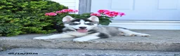 Pomsky dogs for sale: Rocky - Ad 3