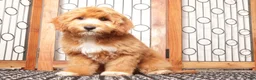 Cavapoo dogs for sale: Moris - Ad 3