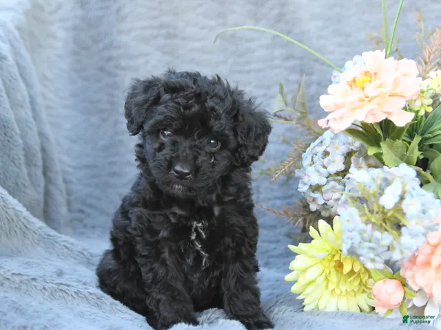 Toy Poodle dogs Tracy - Ad 1