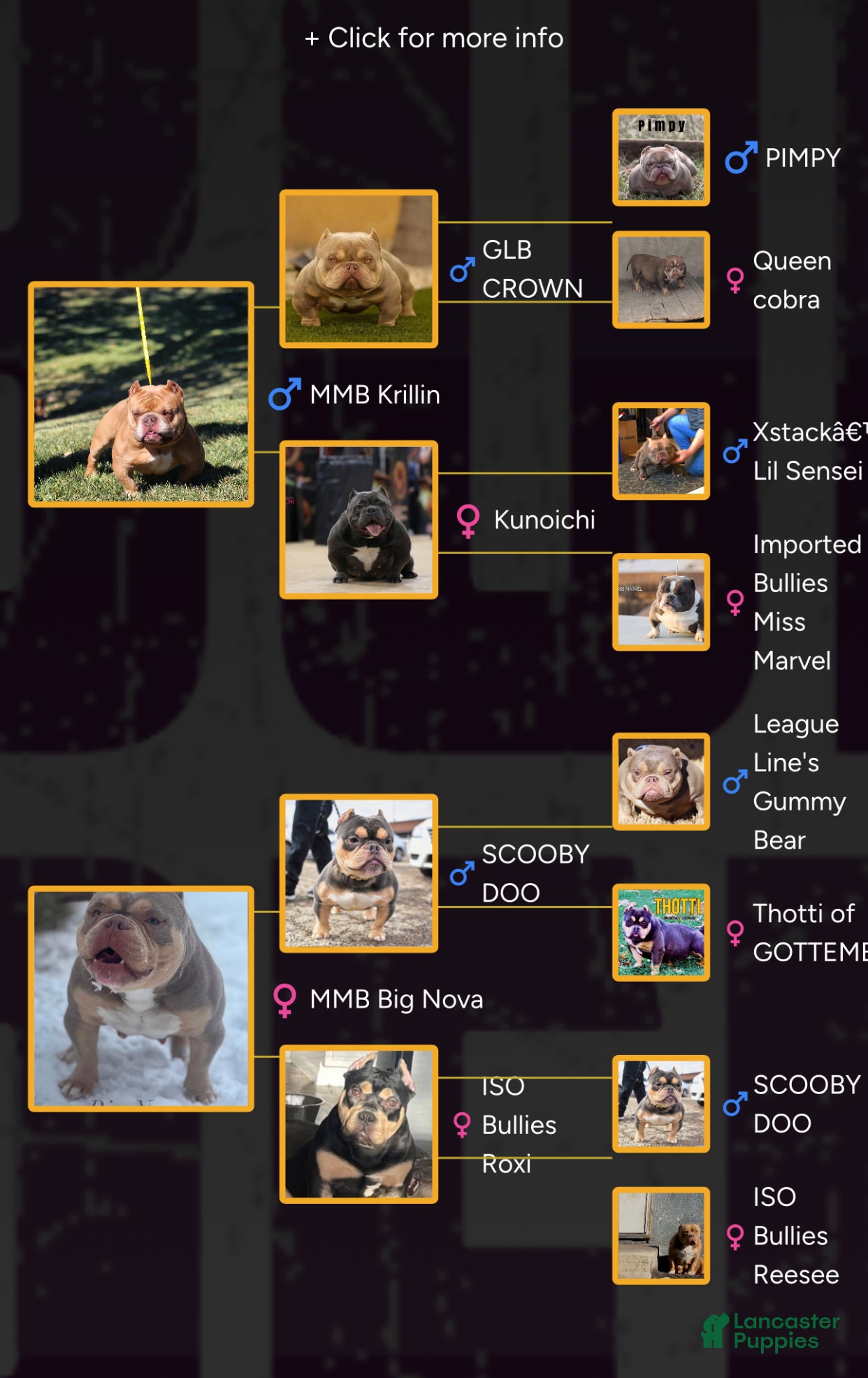 American Bully dogs Saweetie - Ad 2