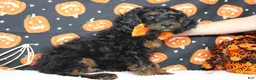 Cockapoo dogs for sale: Toffee  - Ad 3