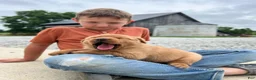 Labrador Retriever dogs for sale: Labrador Retriever 2 - Ad 2