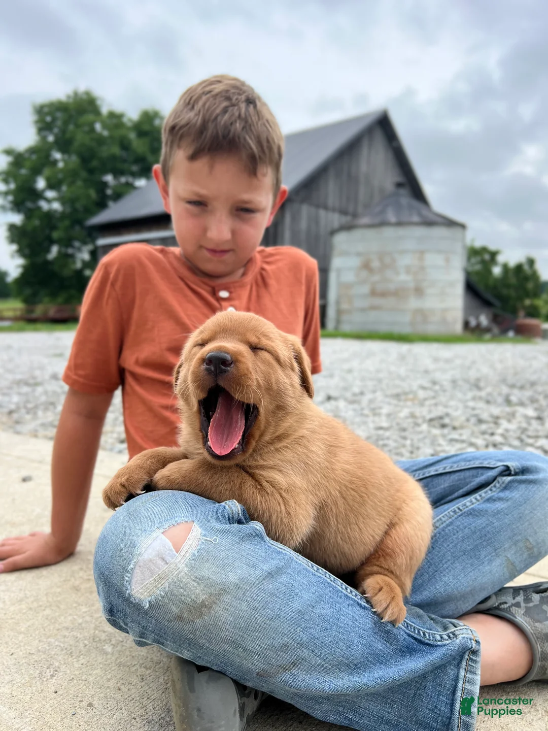 Labrador Retriever dogs for sale: Labrador Retriever 2 - Ad 2