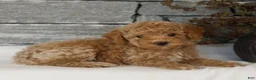 Miniature Poodle dogs for sale: Madison  - Ad 2