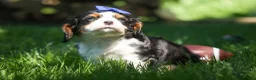 Cavalier King Charles Spaniel dogs for sale: Dotsn 🐾 - Ad 7