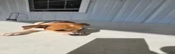 Chihuahua dogs for sale: Spots - Ad 6