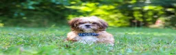 Shih Tzu dogs for sale: Sammy - Ad 4