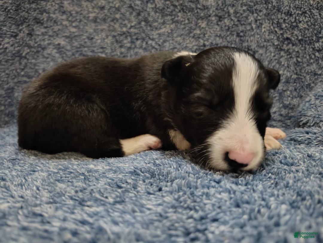 Border Collie dogs for sale: Kennedy  - Ad 6