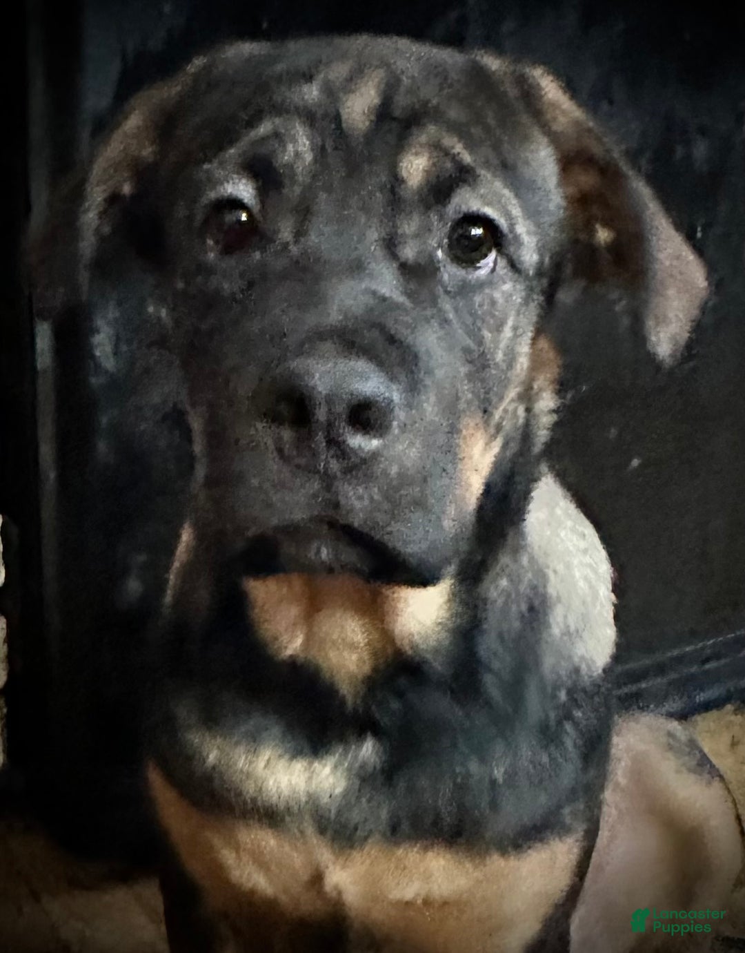 Mixed Breed dogs for sale: Cane Corso-Rottweiler - Ad 7