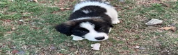 Mixed Breed dogs for sale: Mixed Breed Puppy #4 - Ad 2