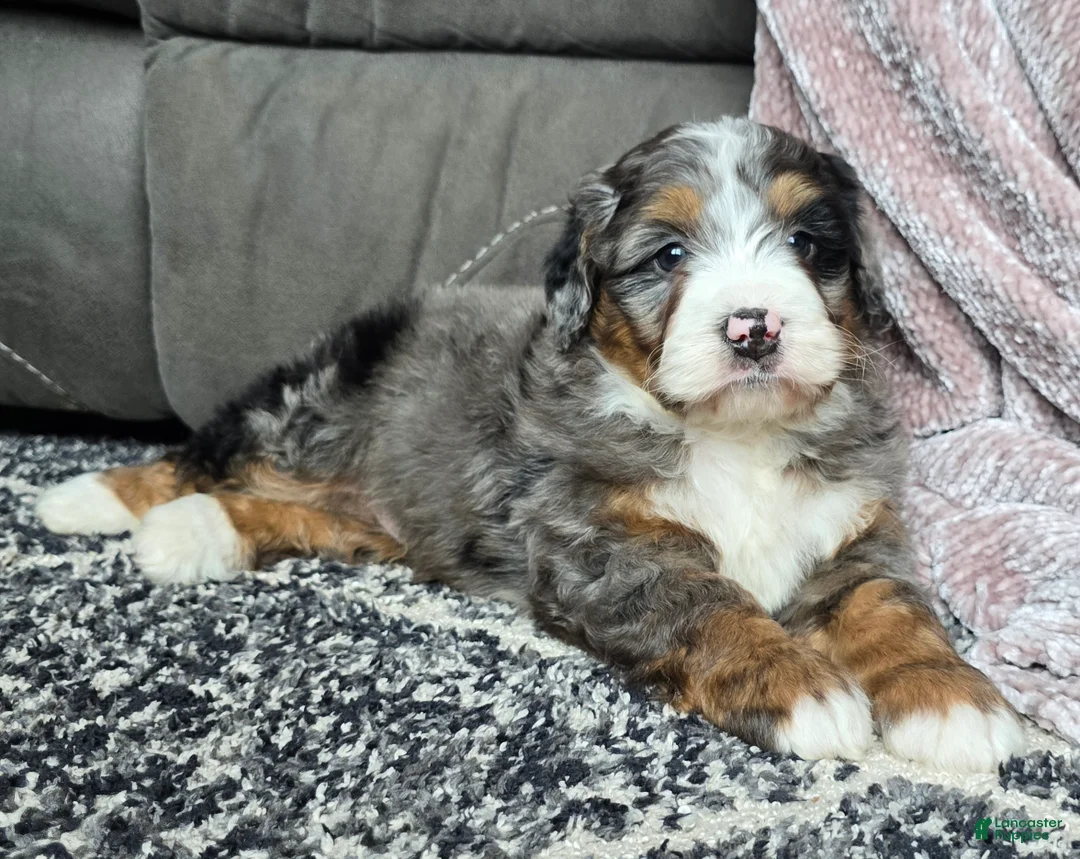 Mini Bernedoodle dogs for sale: Mini Chief - Ad 20