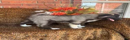Siberian Husky dogs for sale: Rex - Ad 4