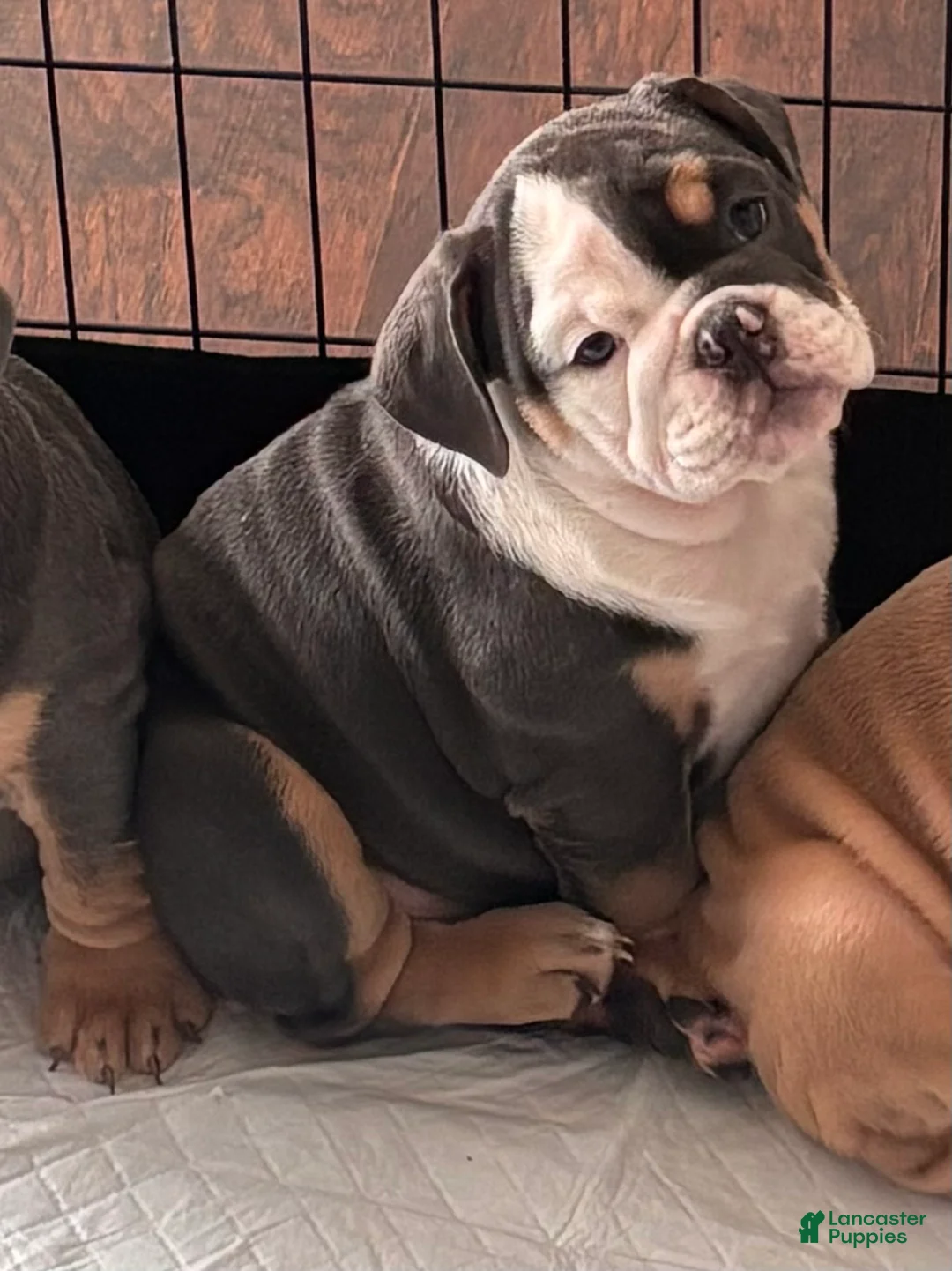 English Bulldog dogs for sale: Nani - Ad 2