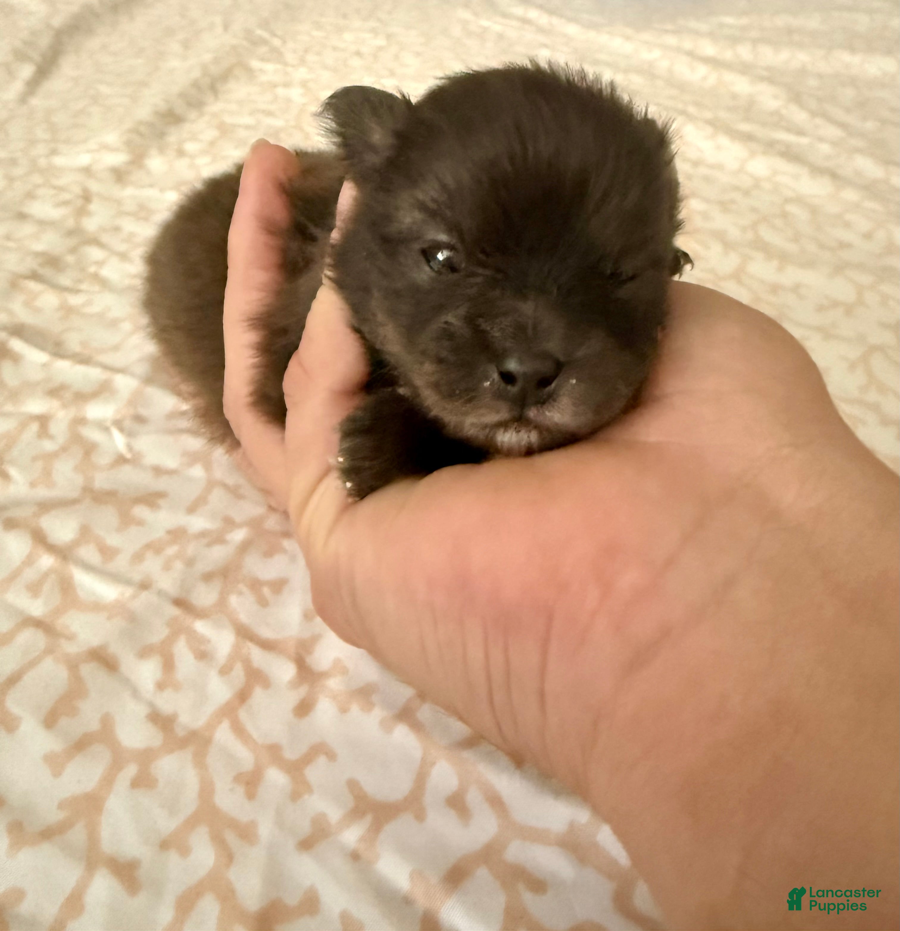 Pomeranian dogs Scooter - Ad 15