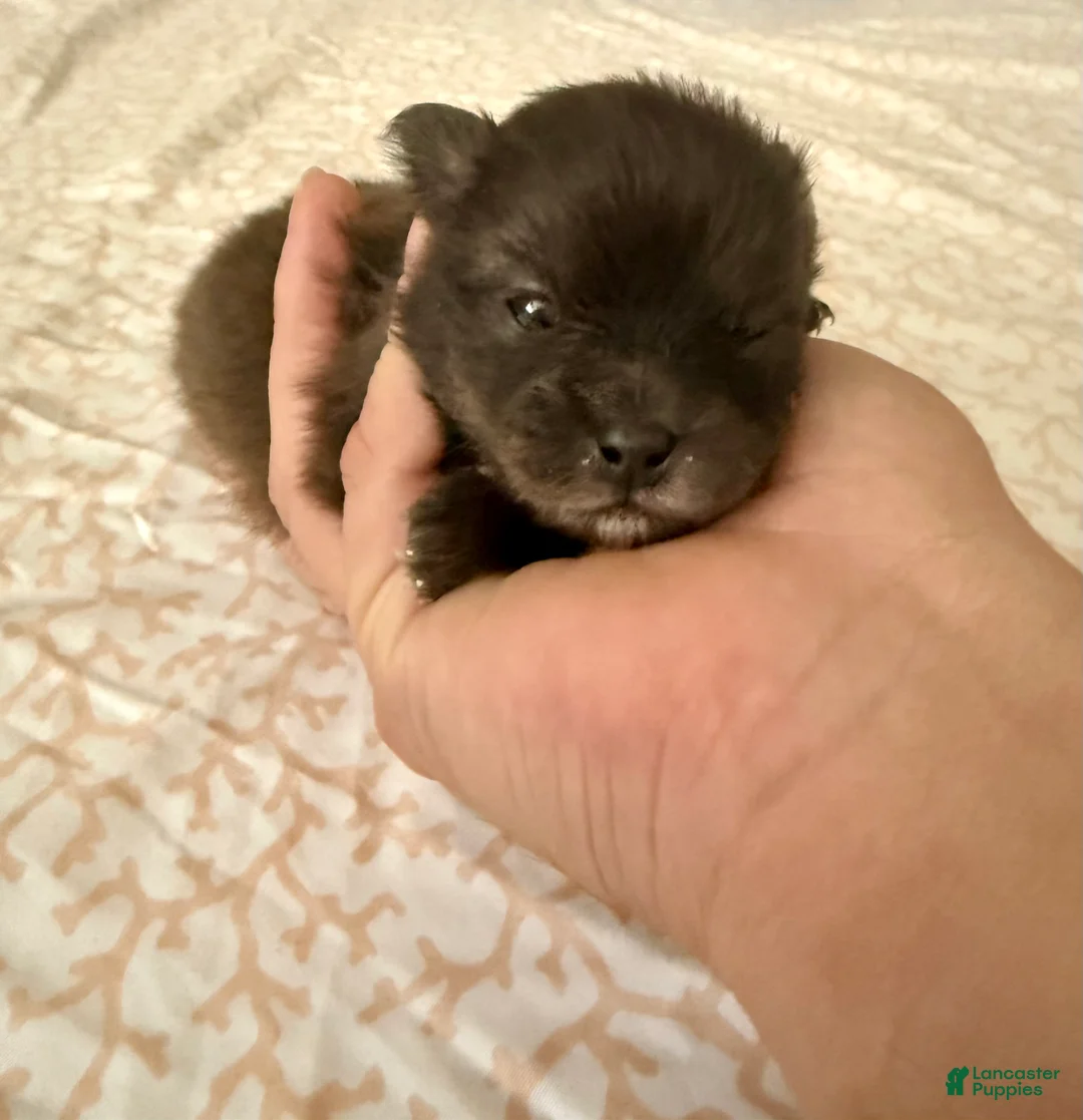 Pomeranian dogs for sale: Scooter - Ad 1