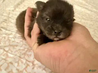 Pomeranian dogs Scooter - Ad 15