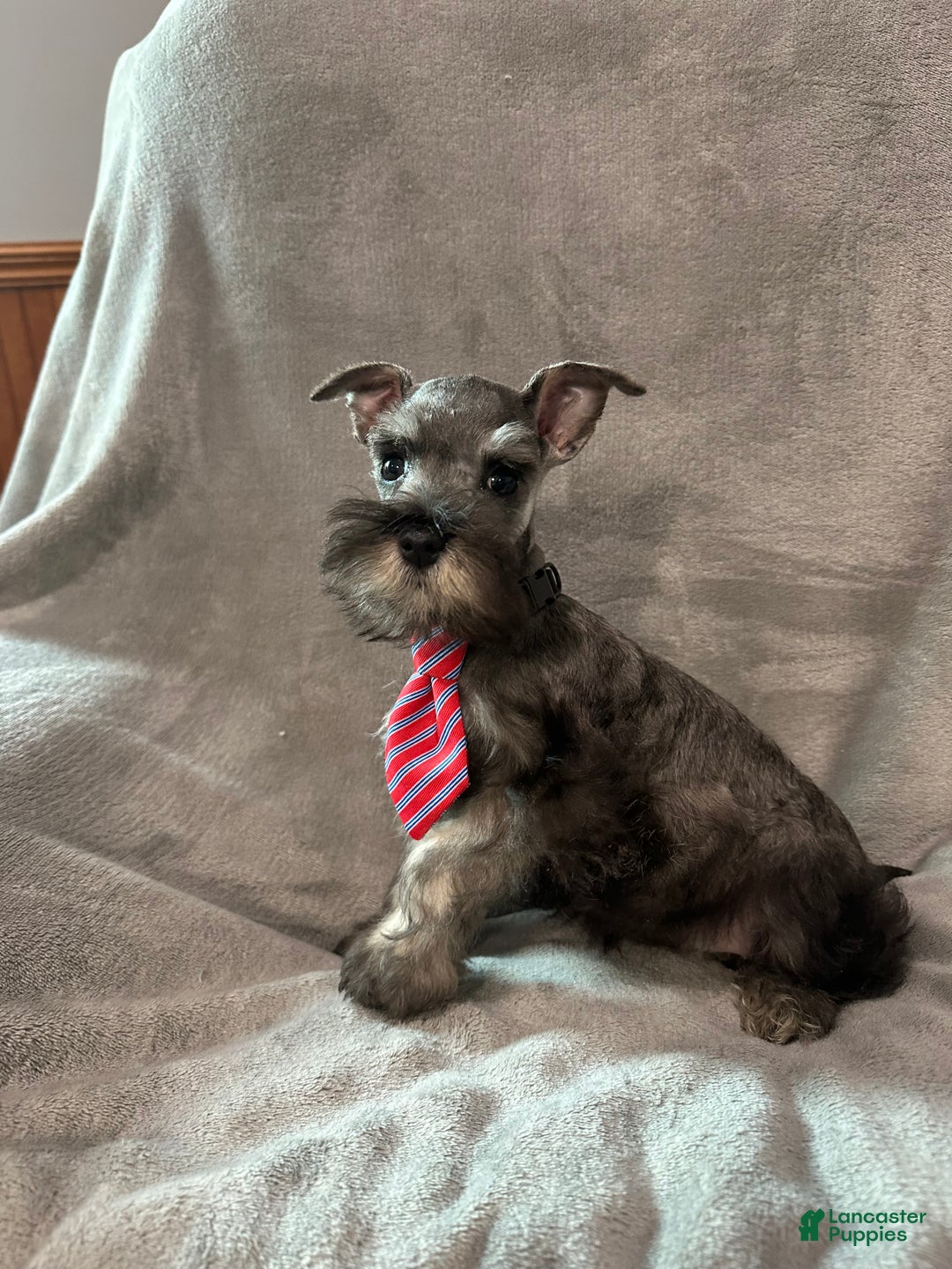 Miniature Schnauzer dogs for sale: Spike - Ad 5
