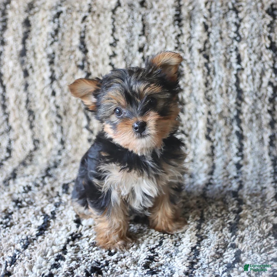 Yorkshire Terrier dogs for sale: Ivy - Ad 5