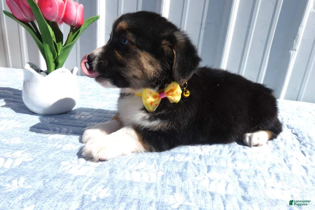 Welsh Corgi Pembroke dogs for sale: Welsh Corgi Pembroke Puppy 4 Lara - Ad 2