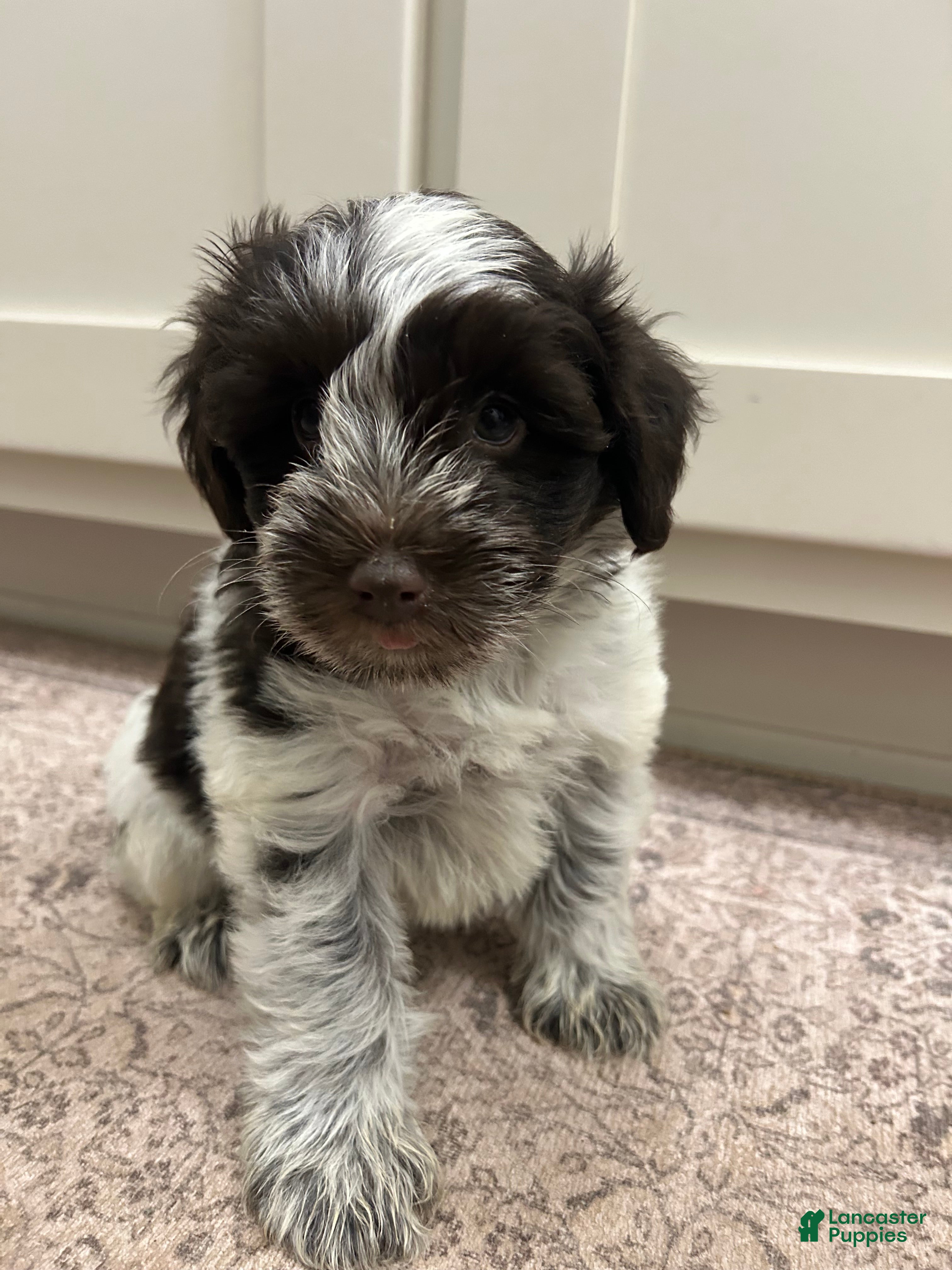 Miniature Schnauzer dogs for sale: Miniature Schnauzer 5 - Ad 27