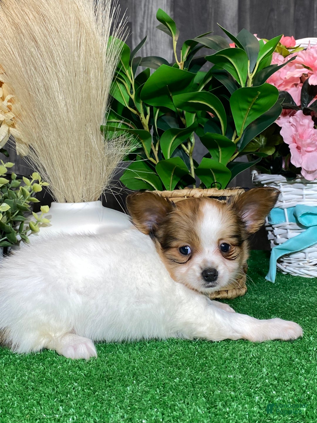 Papillon dogs for sale: Reba  - Ad 3