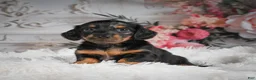 Miniature Dachshund dogs for sale: AKC-Ringo - Ad 2