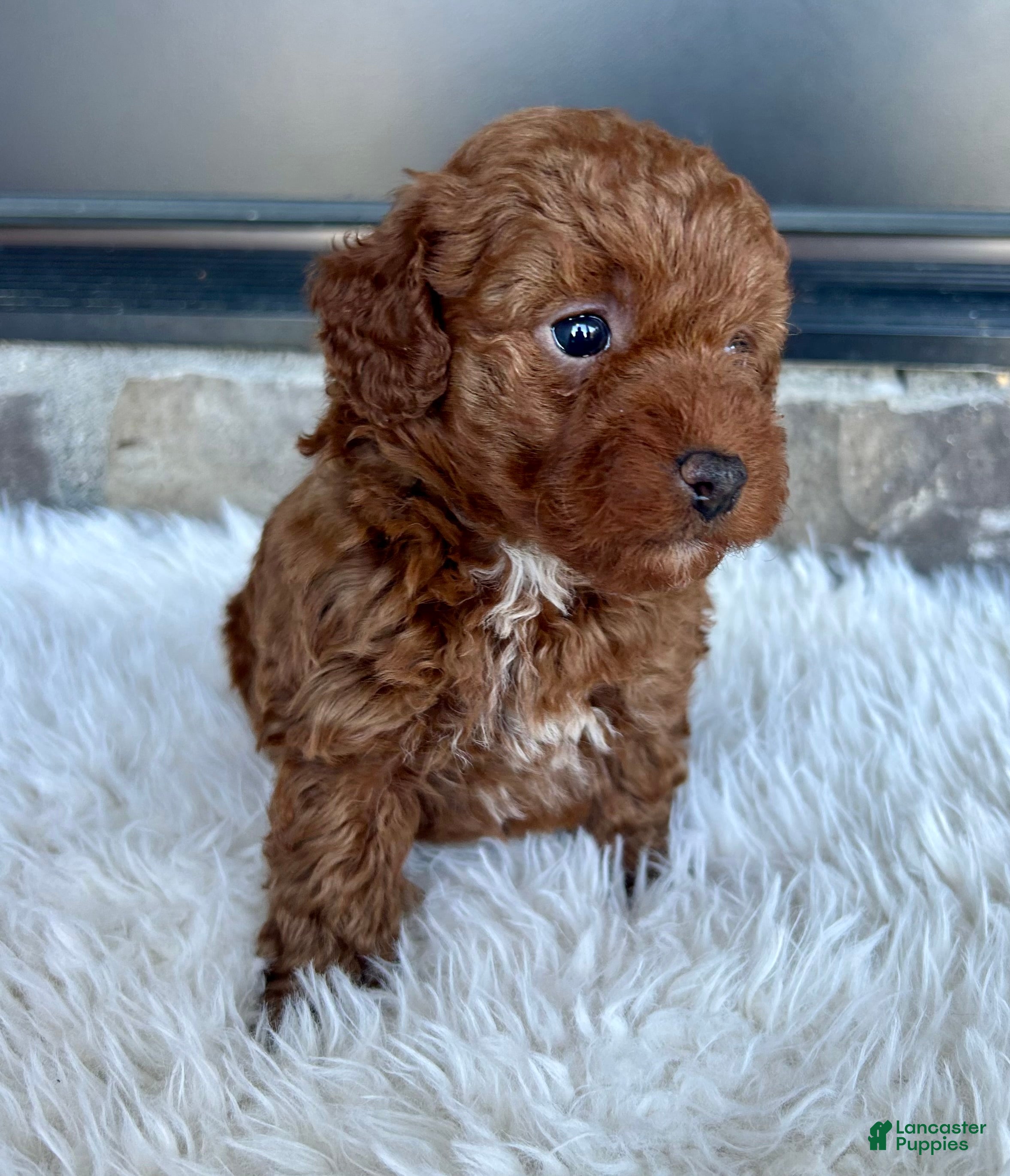 Toy Poodle dogs for sale: Rubble - Ad 2