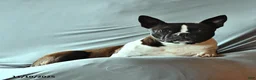 Boston Terrier dogs for sale: Jack  - Ad 4