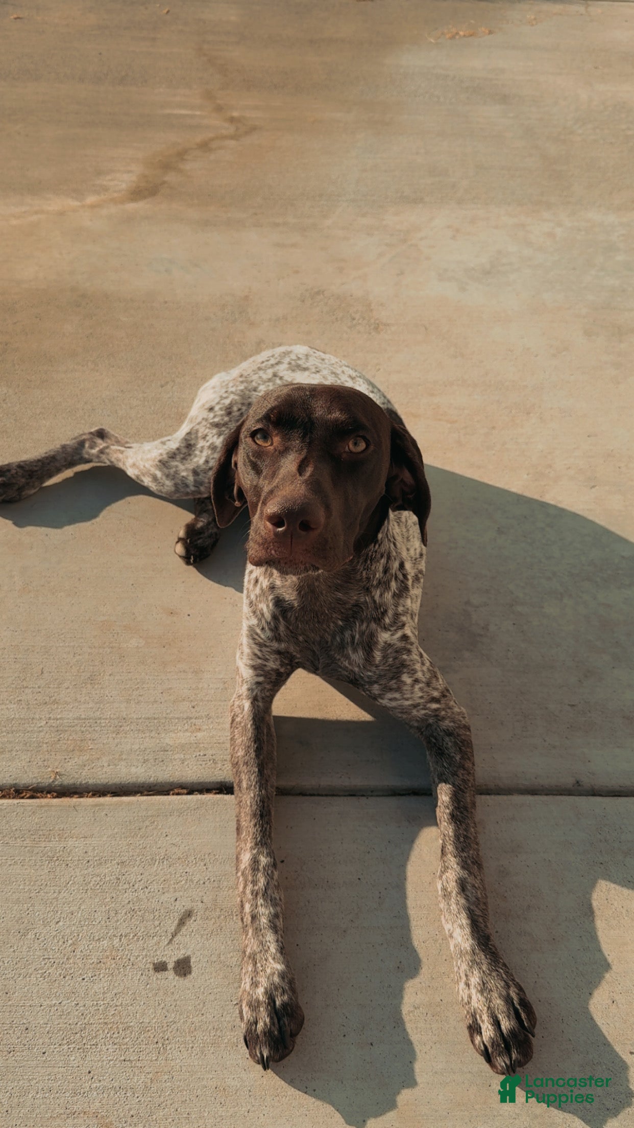 German Shorthaired Pointer dogs River - Ad 37