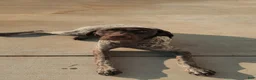 German Shorthaired Pointer dogs for sale: River - Ad 1
