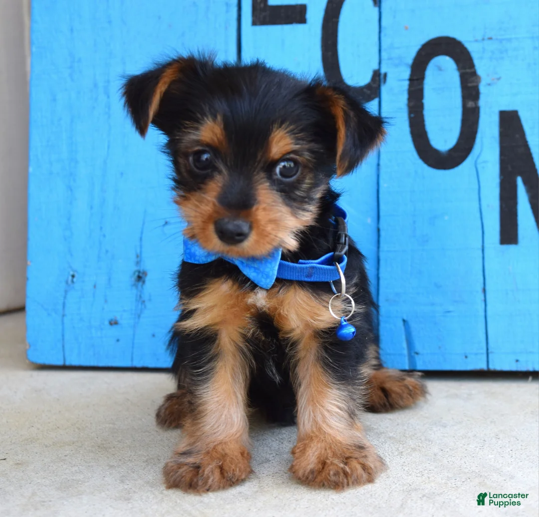 Yorkshire Terrier dogs for sale: Hudson - Ad 1