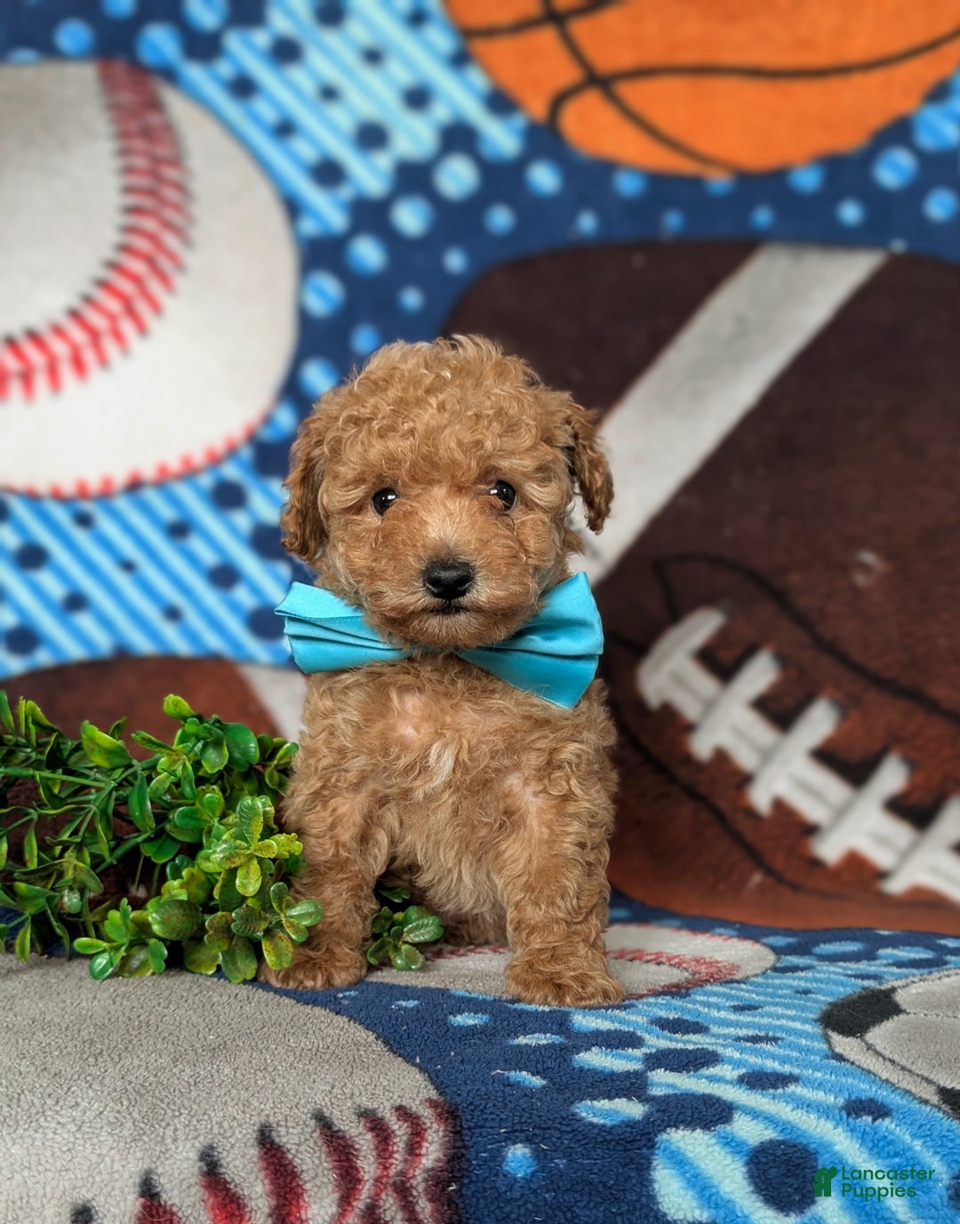 Toy Poodle dogs for sale: Walden - Ad 3