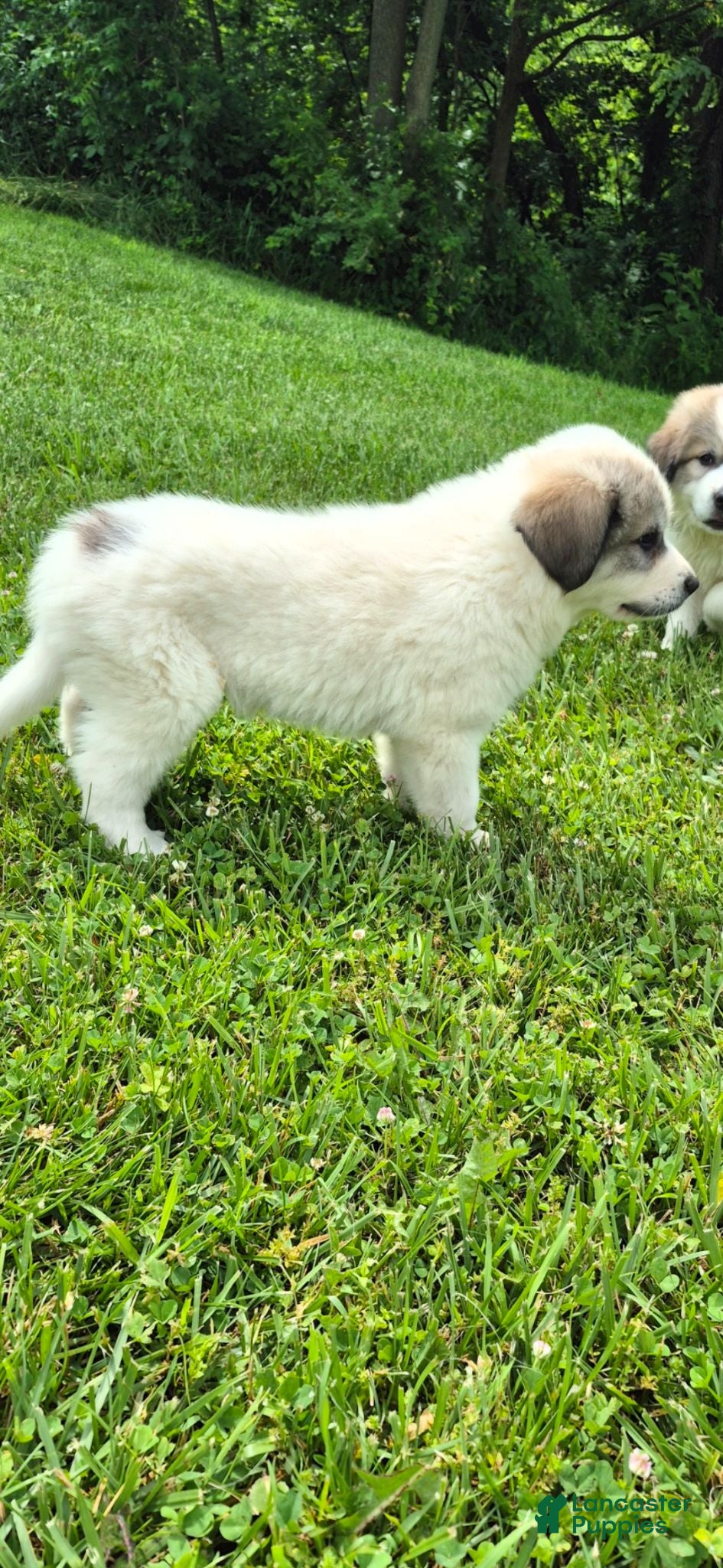 Great Pyrenees dogs Great Pyrenees 1 - Ad 2