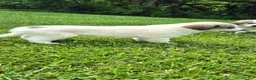 Great Pyrenees dogs for sale: Great Pyrenees 1 - Ad 3