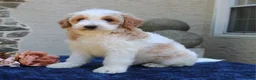 Goldendoodle dogs for sale: Dustin  - Ad 4