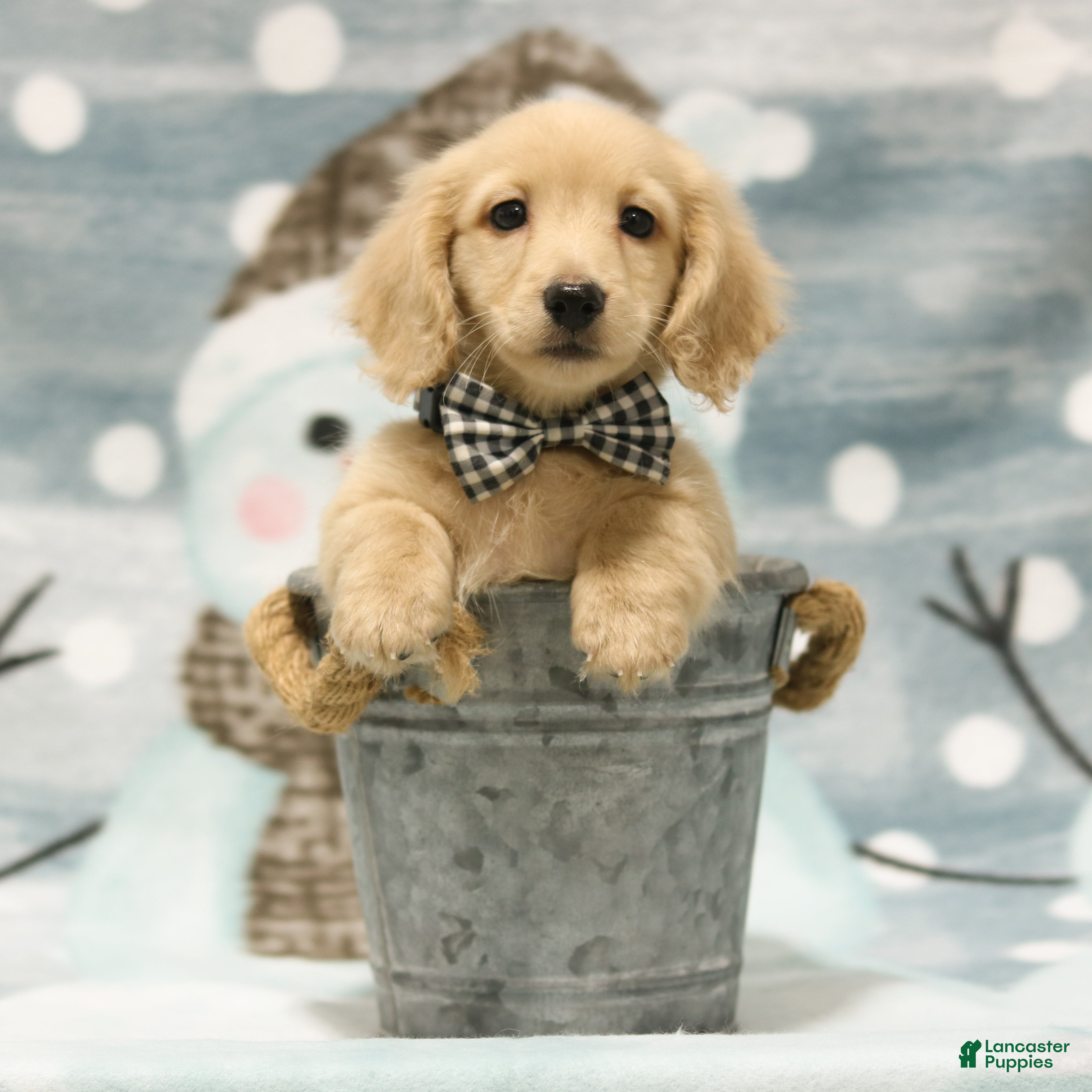 Miniature Dachshund dogs Nashville - Ad 40