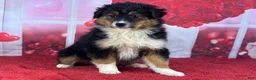 Miniature Australian Shepherd dogs for sale: Diane - Ad 2