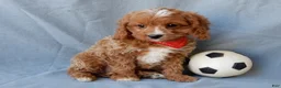 Cavapoo dogs for sale: Thomas - Ad 4