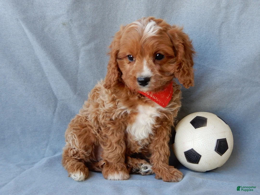 Cavapoo dogs for sale: Thomas - Ad 4