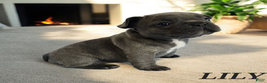 Lily French Bulldog 