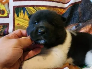 Akita dogs AKC Akita Puppy - Starlight - Ad 10