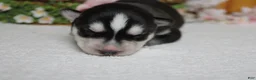 Siberian Husky dogs for sale: Koda  - Ad 6