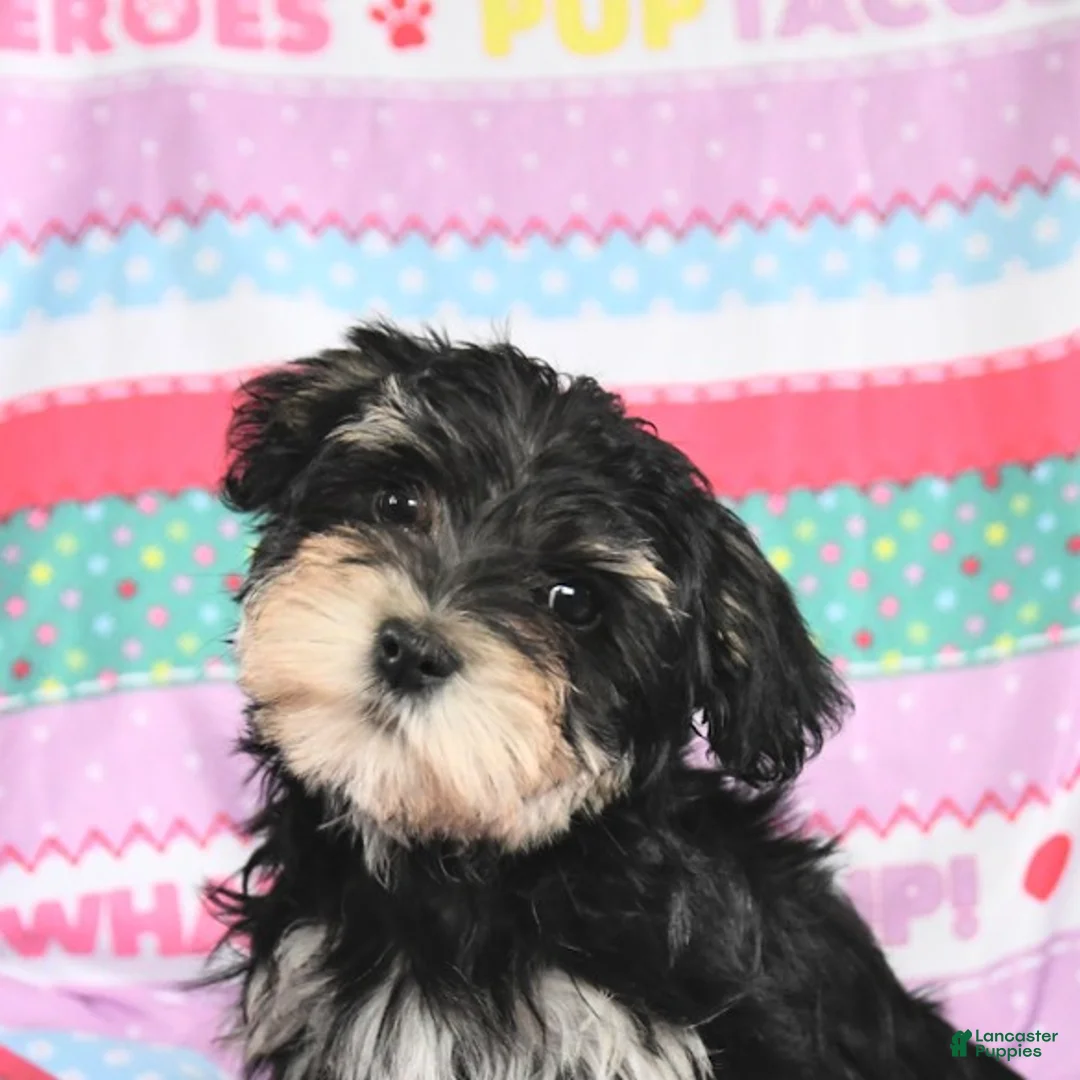 Maltese dogs for sale: Mikey - Ad 3