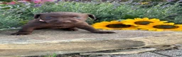 Labrador Retriever dogs for sale: Daisy May - Ad 3