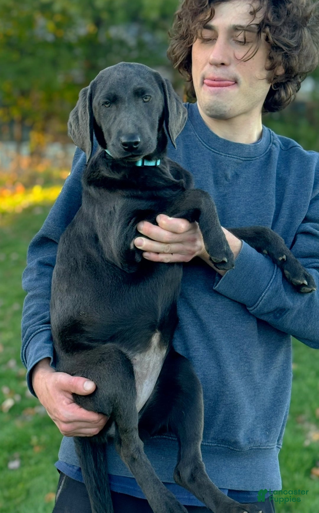 Labrador Retriever dogs for sale: Labrador Retriever Puppy 1 - Ad 5