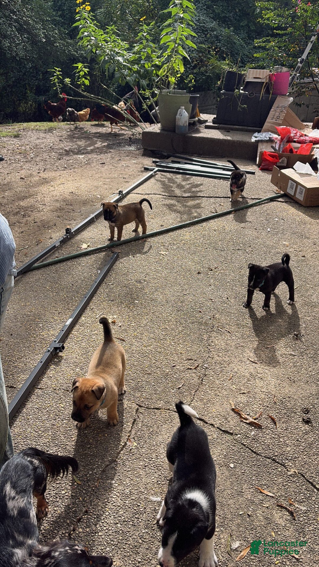 Mixed Breed dogs for sale: Bear - Ad 5