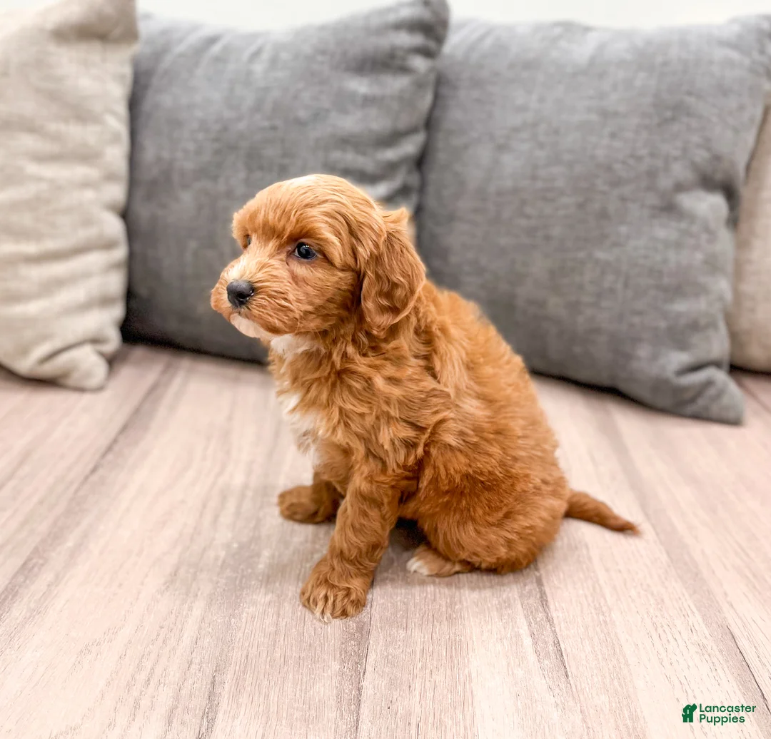 Labradoodle dogs for sale: Jewel - Ad 4